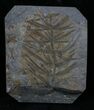 Pennsylvanian Horsetail (Asterophyllites) Fossil - France #31966-1